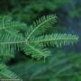 Balsam Fir – #2 Container